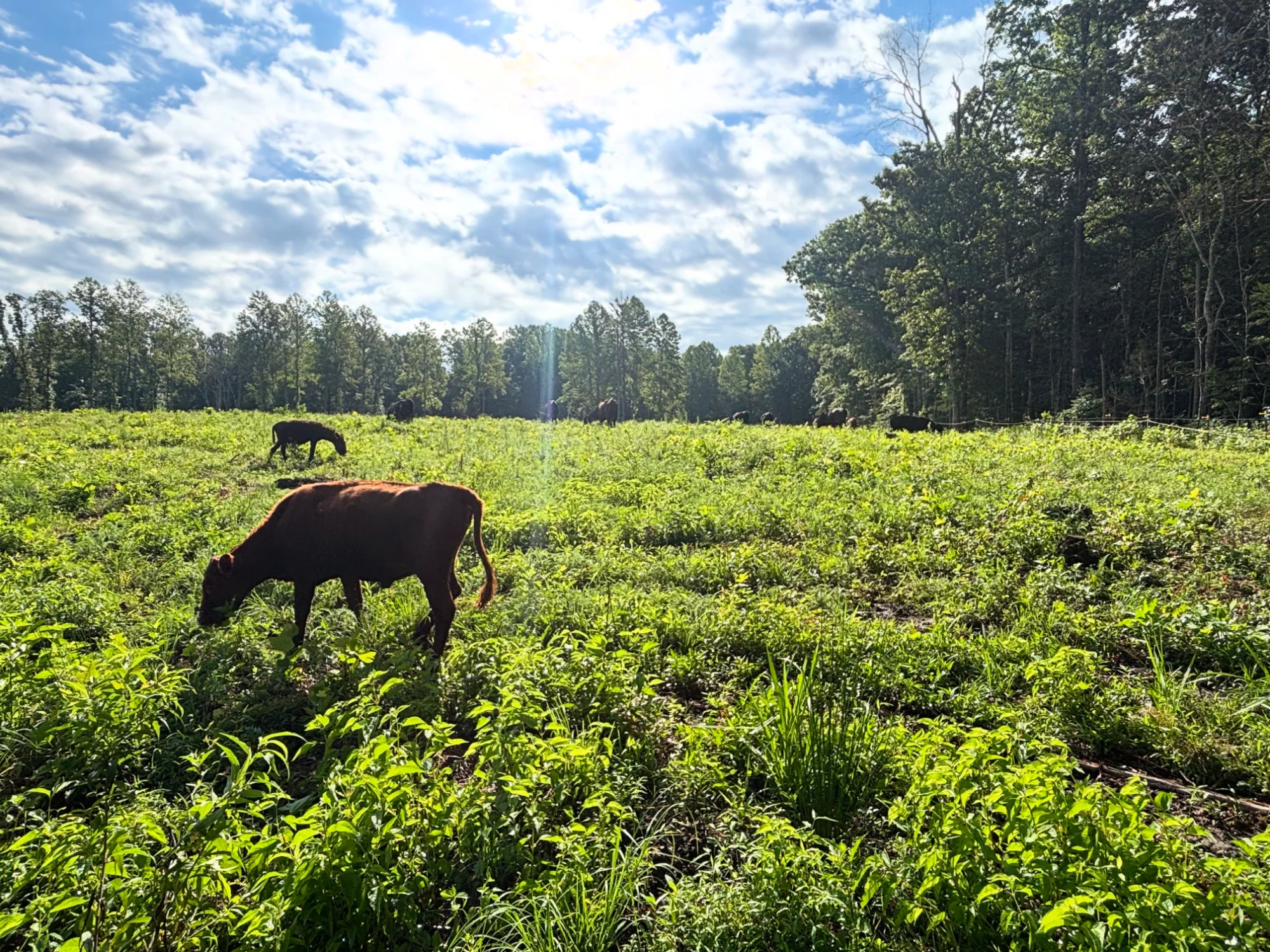 Cattle grazing in lush green pasture