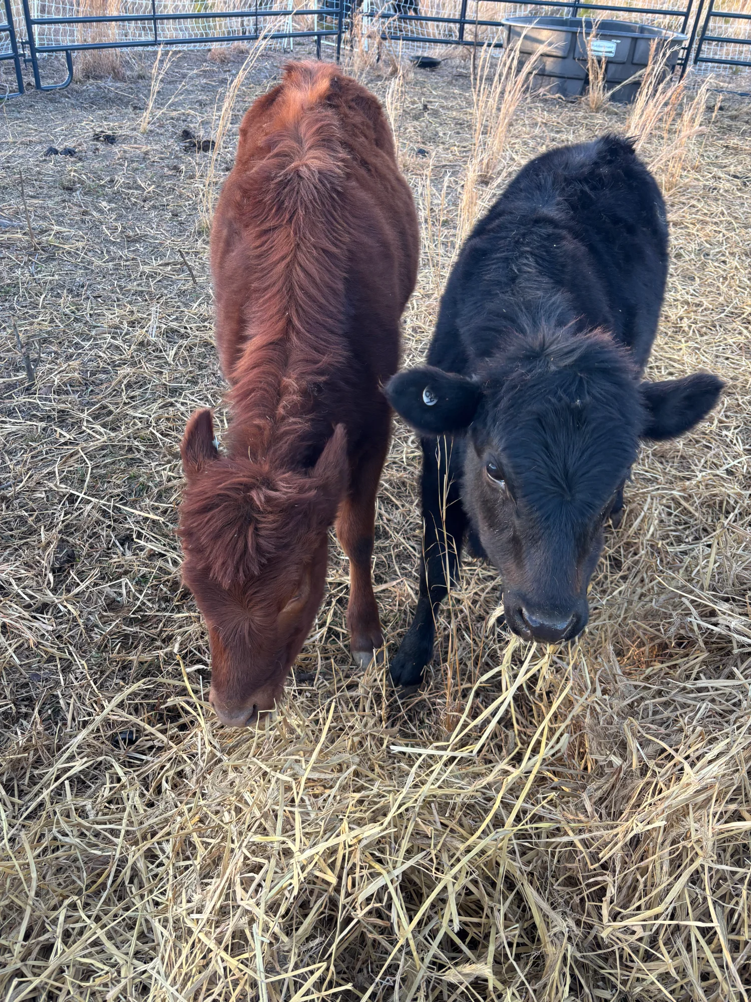Dexter cattle at Howdy Hills