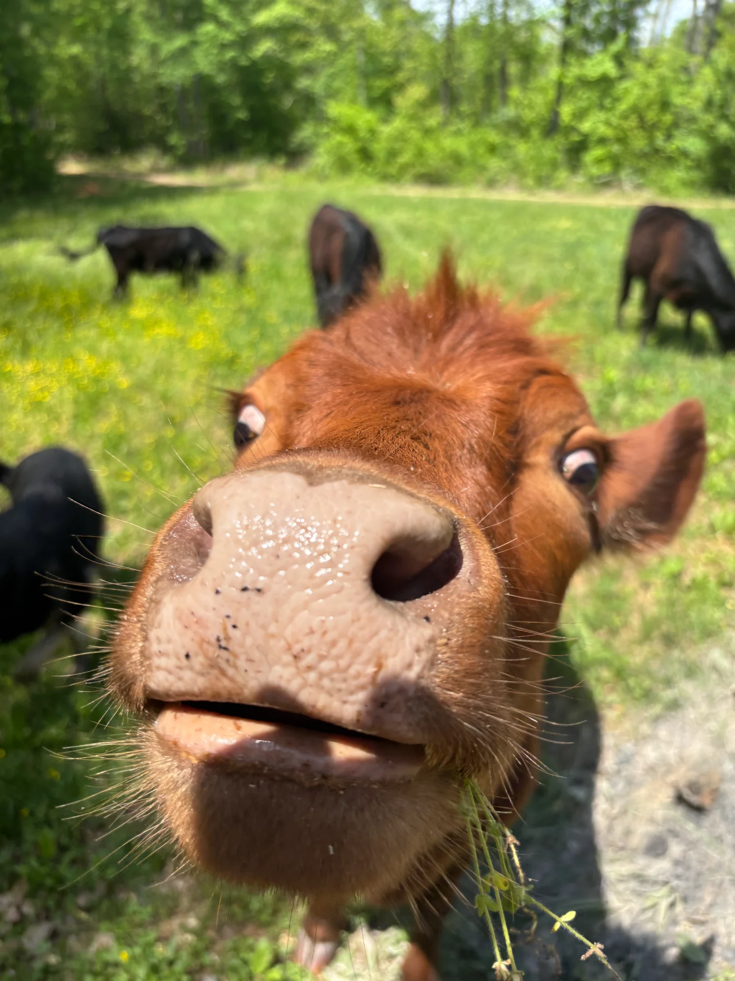 Friendly cow close-up at Howdy Hills