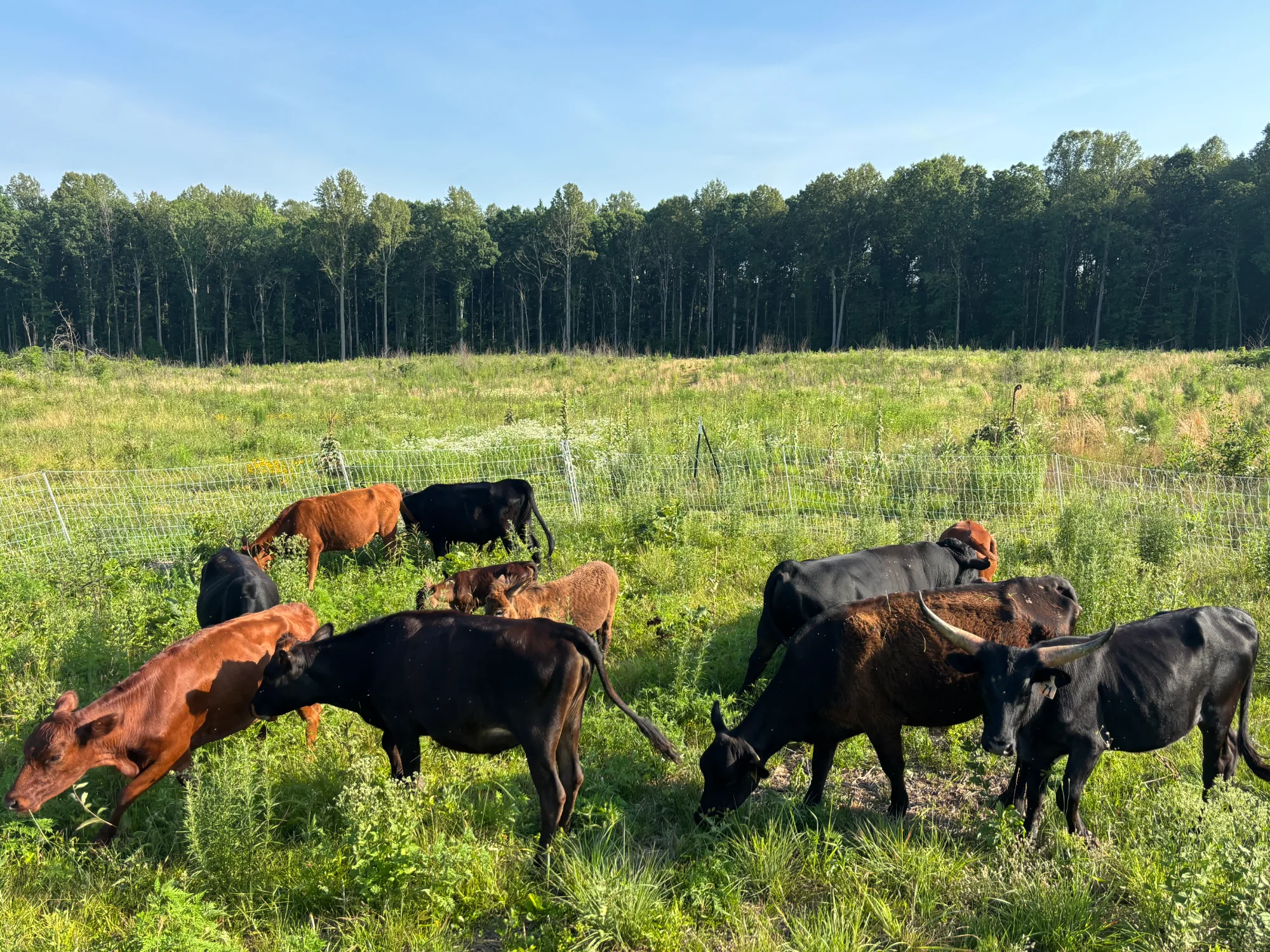 Cattle grazing on lush pasture at Howdy Hills
